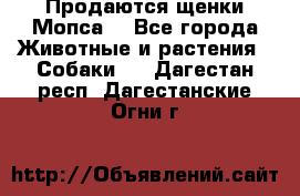 Продаются щенки Мопса. - Все города Животные и растения » Собаки   . Дагестан респ.,Дагестанские Огни г.